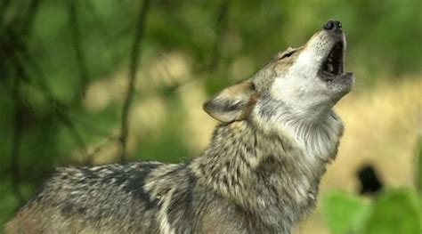 Lobo mexicano abandona lista de especies extintas