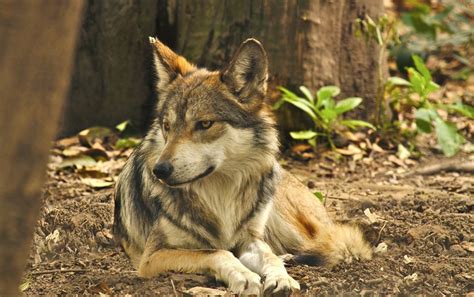 Lobo mexicano sale de la lista de especies extintas