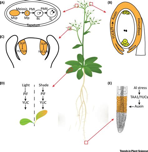 Local Auxin Biosynthesis Mediates Plant Growth and Development: Trends ...