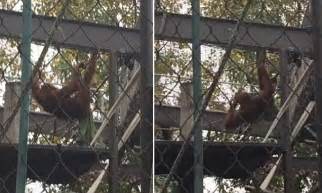 Lockdown at Melbourne Zoo after Malu the orangutan escapes from his ...