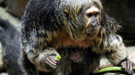 Locos por la fruta: los monos americanos comen 50 por día   BBC News Mundo