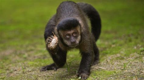 Locos por la fruta: los monos americanos comen 50 por día ...