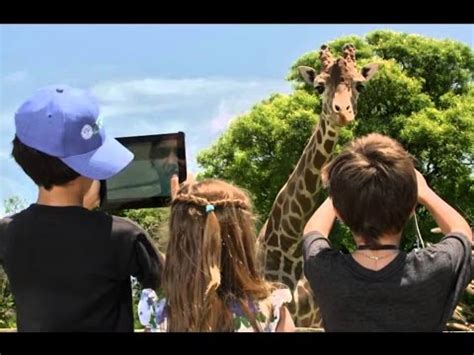 Locos sueltos en el zoo Película Completa Español Latino   YouTube