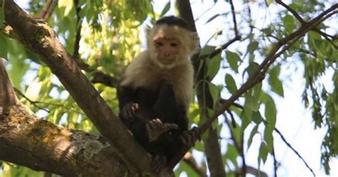 Logran capturar al mono capuchino. | La Verdad Noticias