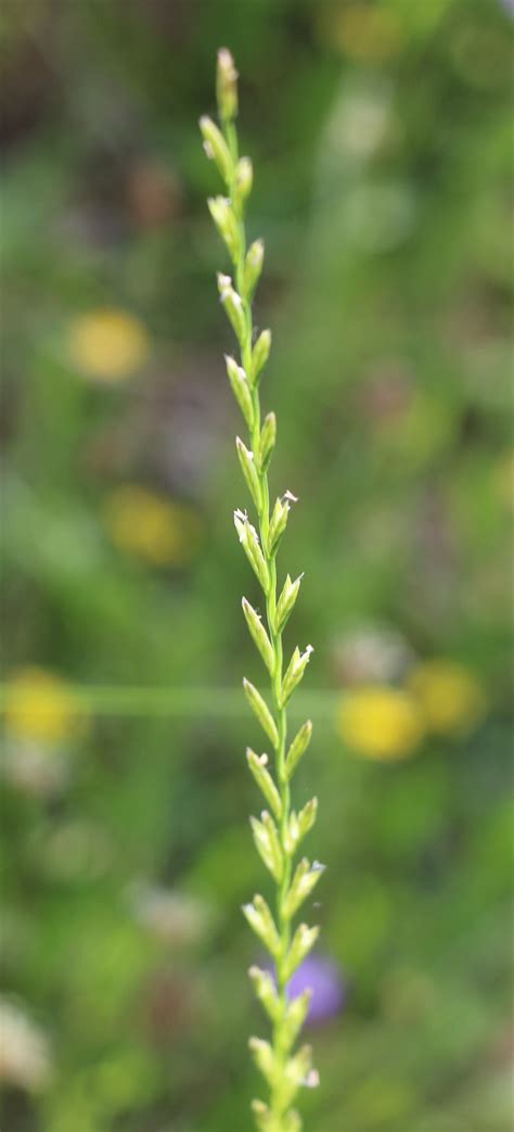 Lolium rigidum. | Flora, Gramineae