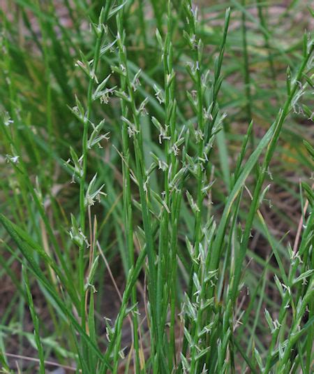 Lolium rigidum  Stiff Rye Grass  : MaltaWildPlants.com ...