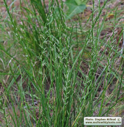 Lolium rigidum  Stiff Rye Grass  : MaltaWildPlants.com ...