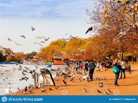 Londres Uk 31 De Octubre De 2014 : Personas Alimentando Palomas En Hyde ...