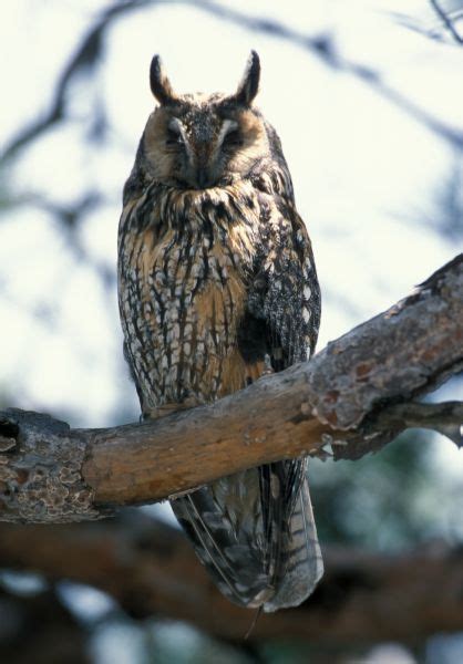 Long eared Owl   Asio otus    Linnaeus, 1758