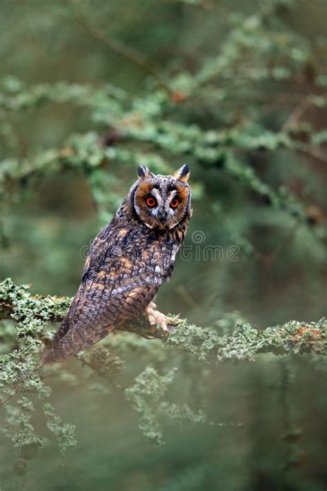 Long eared Owl, Asio Otus, Nice Bird Sitting on the Branch in the ...