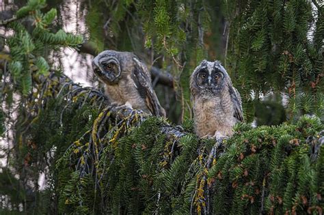 long eared owl, asio otus, owl, wildlife, bird of prey, brown, outdoors ...