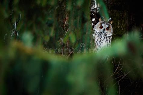 Long eared Owl Asio Otus Sitting on a Tree. Bird Wintering Ground on ...