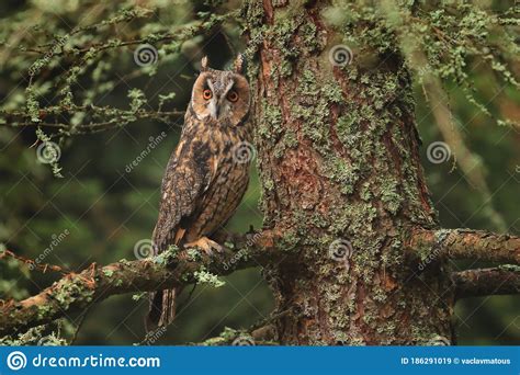 Long eared Owl, Asio Otus, Sitting on Branch in Fallen Larch Forest in ...