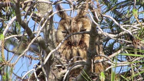 Long eared Owl  Asio otus  Νανόμπουφος   Αρκόθουπος   Cyprus   YouTube