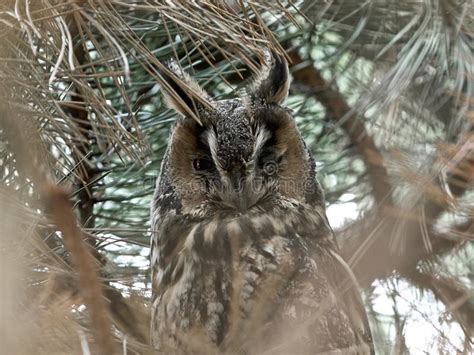Long eared owl Asio otus stock photo. Image of scandinavia   131289790