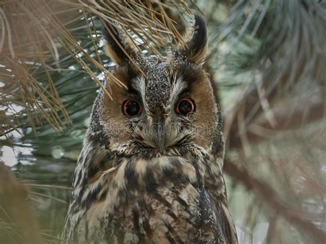 Long eared owl Asio otus stock photo. Image of wildlife   130098512
