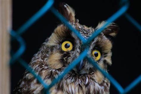 Long eared Owl, Asio Otus, Wildlife Bird. Bird is Behind a Chain Link ...