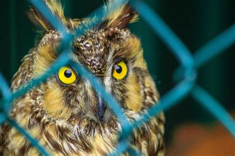 Long eared Owl, Asio Otus, Wildlife Bird. Bird is Behind a Chain Link ...