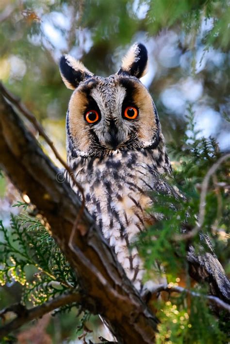 Long eared Owl in Natural Habitat  Asio Otus  Stock Image   Image of ...