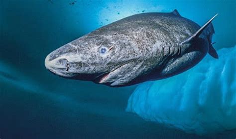 Longest lived vertebrates are Greenland Sharks and they ...