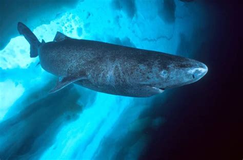 Longevity Record Holder: Greenland Shark Can Live To Be ...