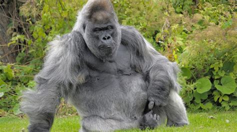 Longleat s  Nico  the silverback gorilla has died | West ...