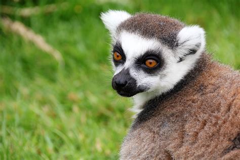 Look at that face! We can t let Madagascar s lemurs go extinct! Join us ...