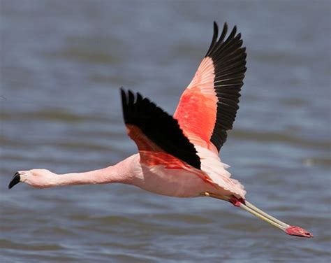 Look at the black edges on this flamingo s wings ...