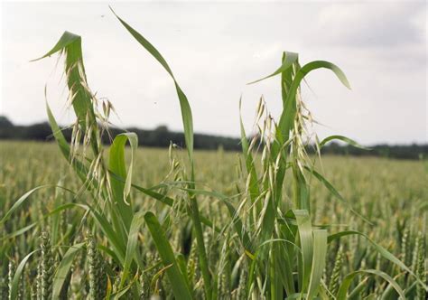 Look beyond the can to maximise wild oat control   cpm ...