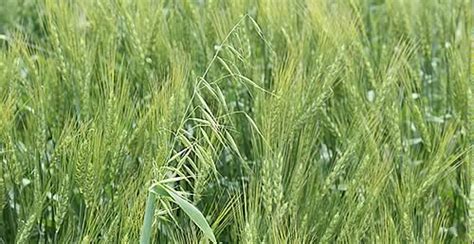 Look Beyond the Can to Maximise Wild Oat Control