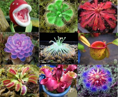Looking to buy carnivorous plant seeds? Read this before ...
