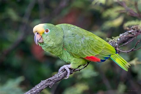 Lora Cabeciamarilla/Yellow crowned Parrot/Amazona ochrocephala – Birds ...