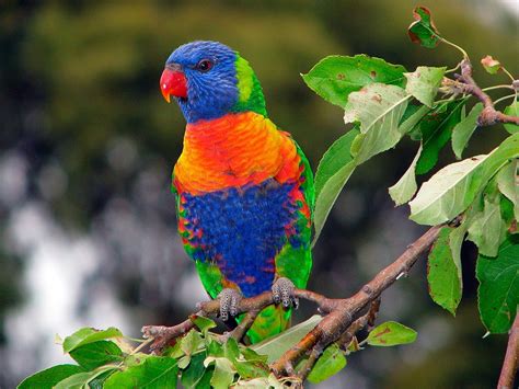 Loro arcoiris | Aves Exóticas