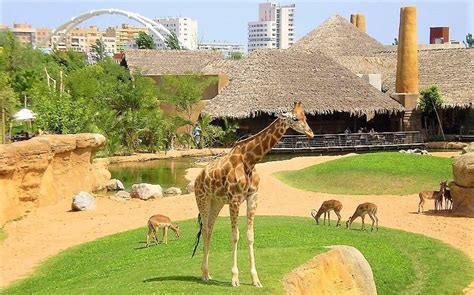 Loro Parque, el zoológico número 1 del mundo por segundo ...