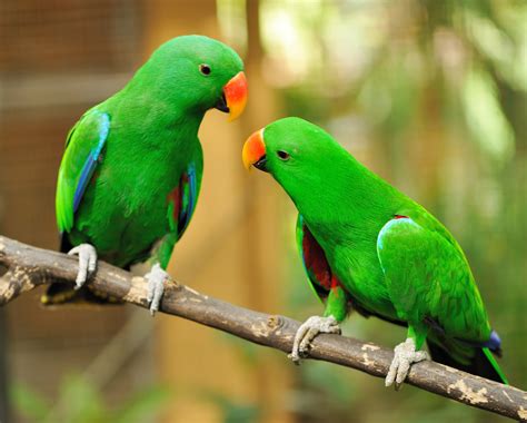 Loros: TODO acerca de la Mejor Ave de Compañía | Aves Exóticas