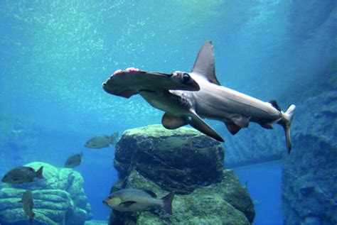 Los 10 acuarios más grandes del mundo 2017   Mundo Acuario