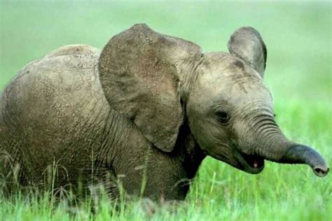 Los 10 animales en peligro de extinción según la WWF   VeoVerde | Nueva ...