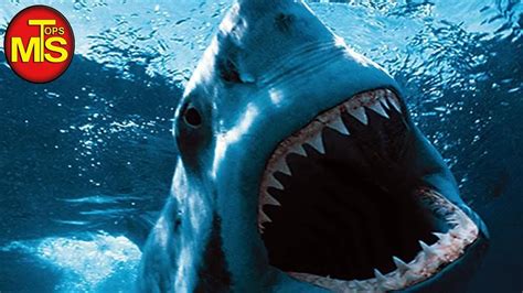Los 10 animales marinos mas peligrosos del mar   YouTube