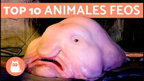 Los 10 animales mas feos del mundo   top 10 World s ...