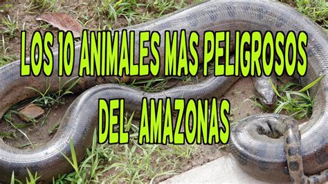 LOS 10 ANIMALES MAS PELIGROSOS DEL AMAZONAS   YouTube