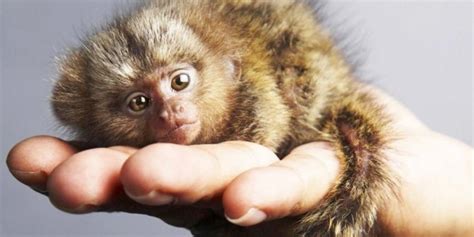 Los 10 animales más pequeños del mundo   Notas   La Bioguía
