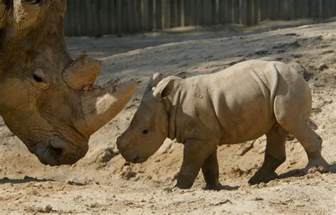 Los 10 mejores sitios para ver animales en semilibertad ...