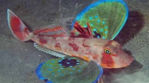 Los 10 peces mas extraños del mundo / 10 weirdest fish in ...