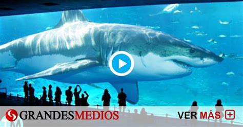 Los 10 tiburones más grandes del mundo [VIDEO] | Tiburones ...