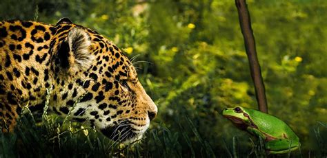 Los 11 animales más peligrosos del Amazonas   Con fotos y ...