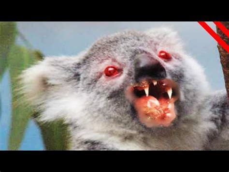 Los 11 Animales Más Peligrosos Y Misteriosos De Australia   YouTube