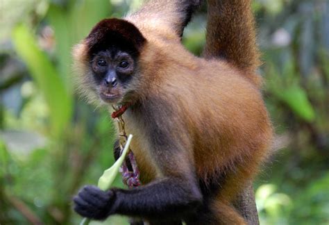 Los 12 animales en mayor peligro de extinción en Panamá