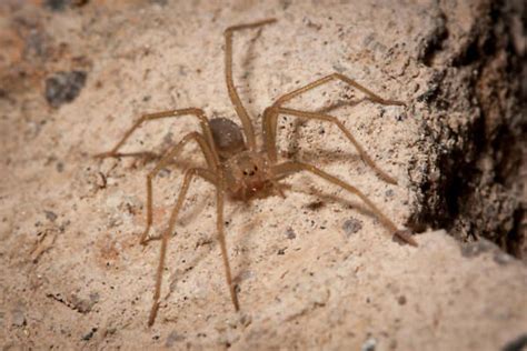 Los 2 tipos de arañas venenosas de México con foto ...