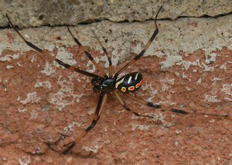 Los 2 tipos de arañas venenosas de México con foto ...
