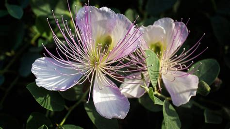 Los 30 tipos de flores que existen: clasificación y características